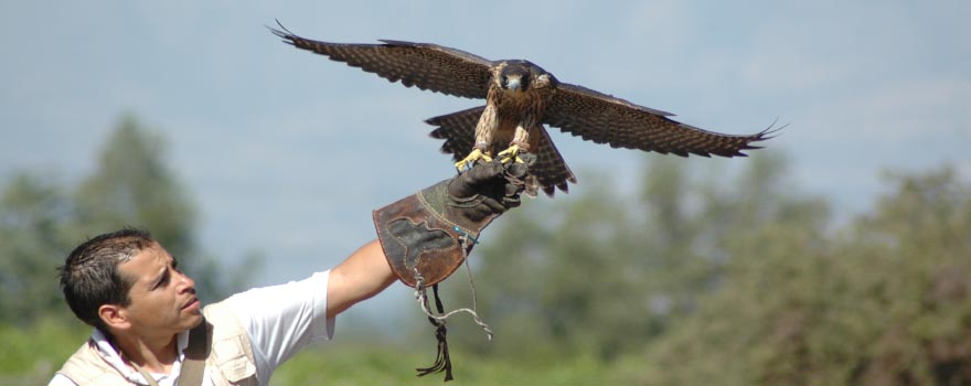 "Control de Aves"