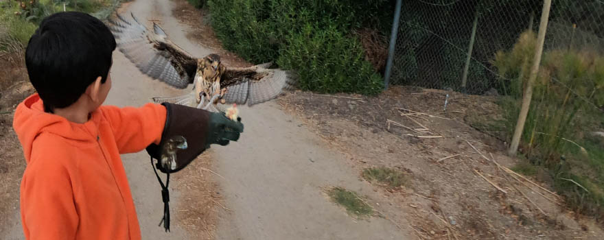"Control de Aves"